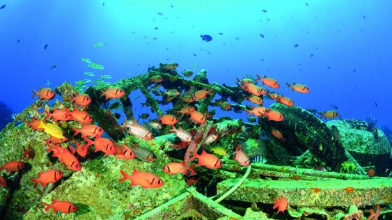 Biodiversity_fish_old oil rig_